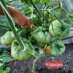 gallery-3
