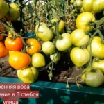 gallery-4